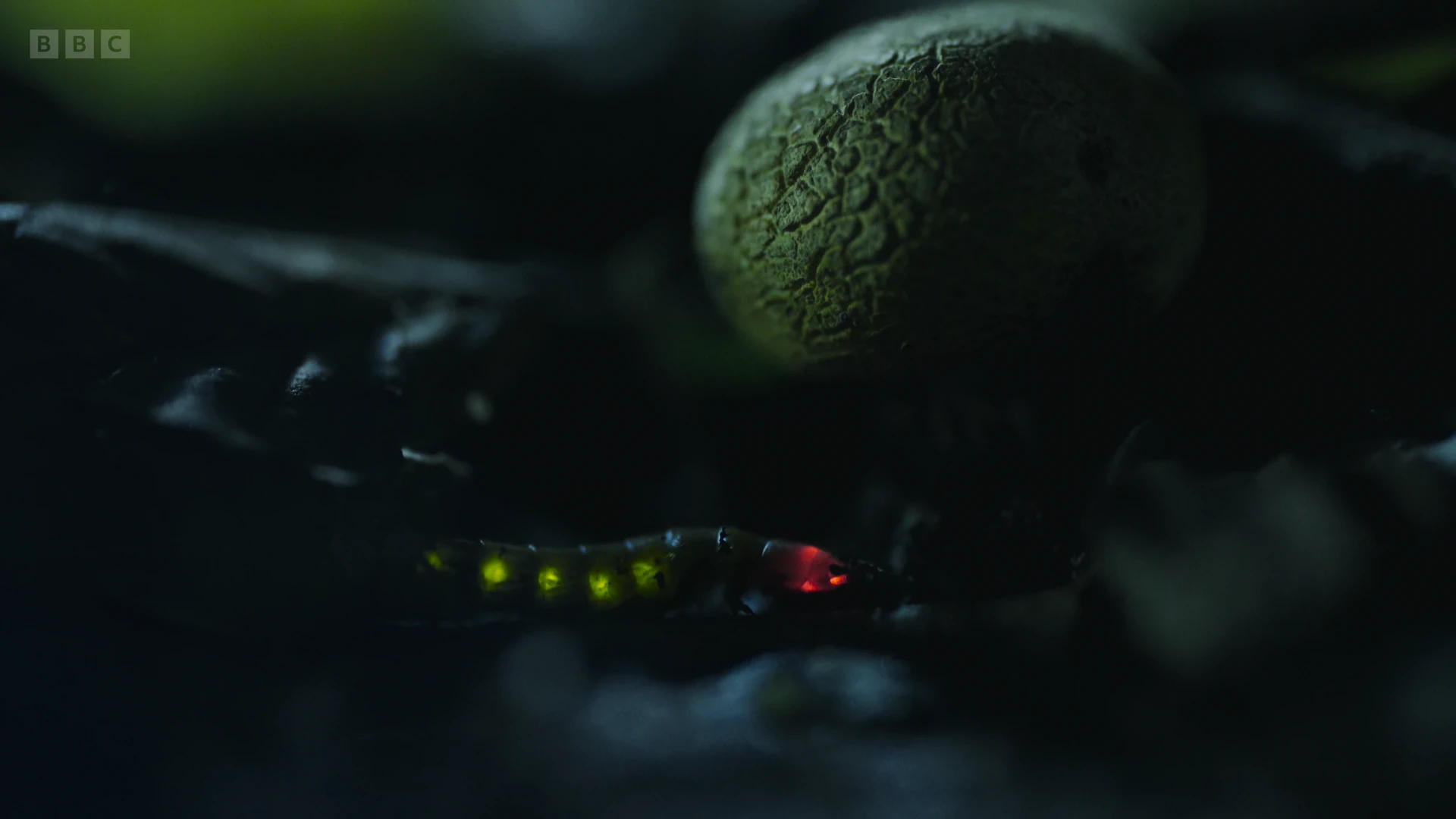 Railroad worm (Phrixothrix hirstus) as shown in Planet Earth II - Jungles